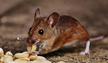 24 Hour & Emergency Exterminators in Woodburn, IL
